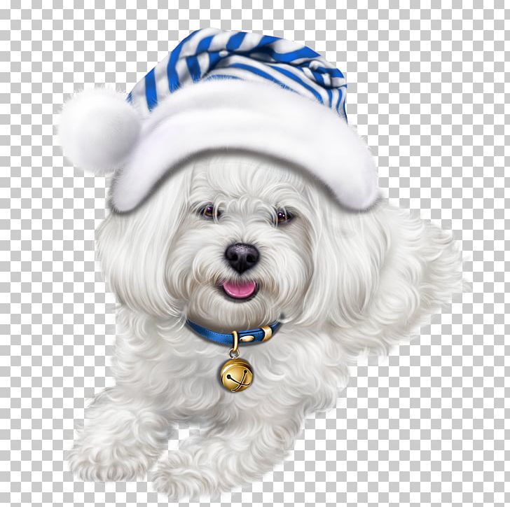 Shih Tzu Havanese Dog Puppy Maltese Dog Lhasa Apso PNG, Clipart, Animals, Bichon, Carnivoran, Companion Dog, Dog Breed Free PNG Download