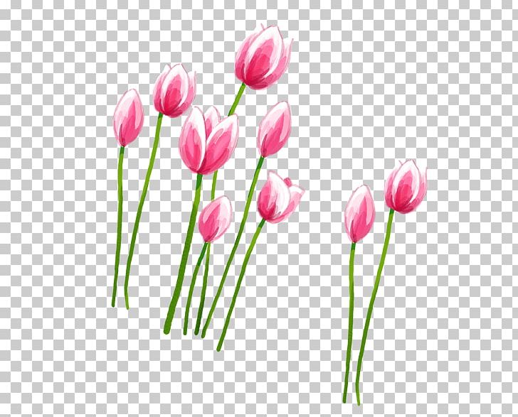 Tulip Petal Pink PNG, Clipart, Cut Flowers, Download, Encapsulated Postscript, Floristry, Flower Free PNG Download