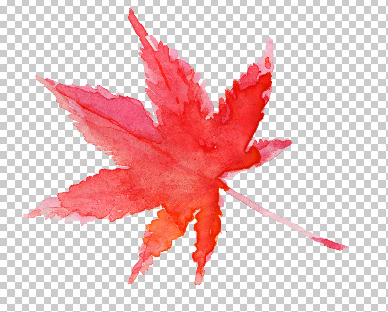 Maple Leaf PNG, Clipart, Flower, Leaf, Maple, Maple Leaf, Pink Free PNG Download
