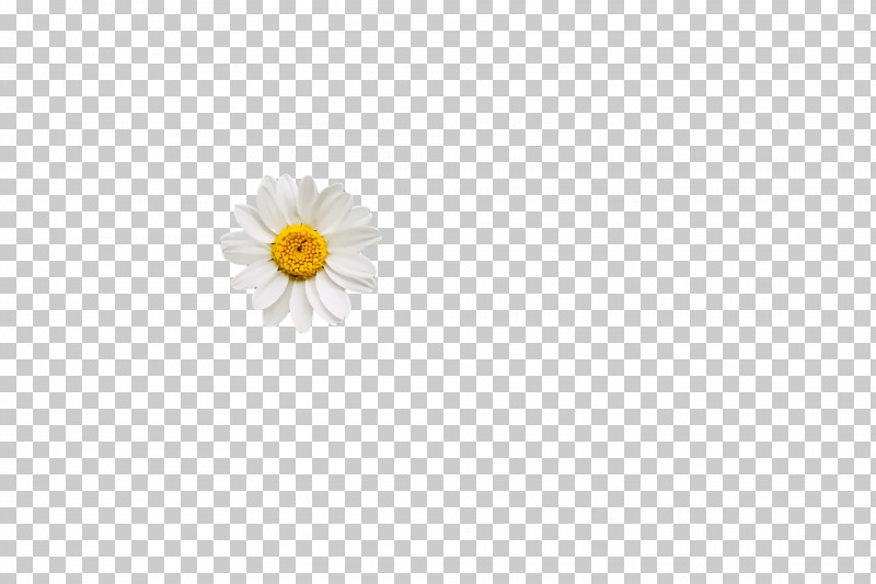 Oxeye Daisy Chrysanthemum Transvaal Daisy Cut Flowers Petal PNG, Clipart, Chrysanthemum, Cut Flowers, Flower, Meter, Oxeye Daisy Free PNG Download