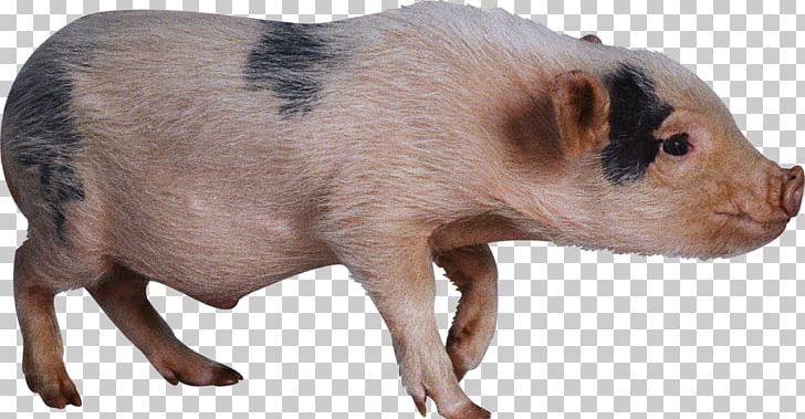 Domestic Pig Hogs And Pigs PNG, Clipart, Animal Figure, Animals, Domestic Pig, Encapsulated Postscript, Fauna Free PNG Download
