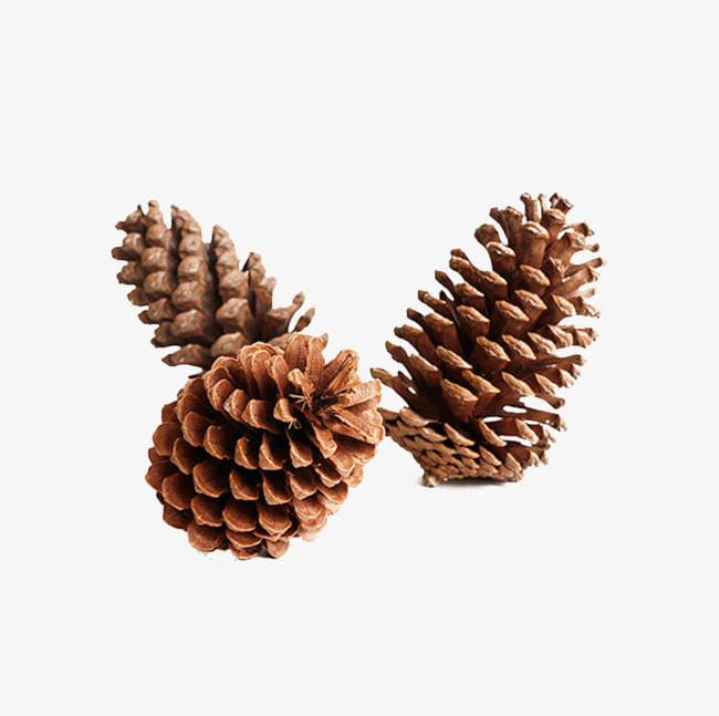 Large US Pinecone Pinecone Ornaments PNG, Clipart, Christmas, Christmas Decoration, Christmas Ornament, Christmas Tree, Christmas Window Free PNG Download