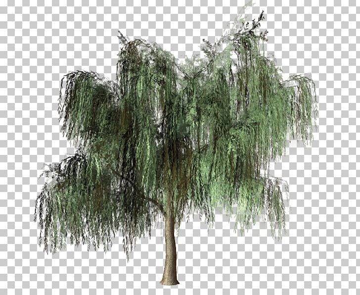 Tree Pine Forest Woody Plant PNG, Clipart, Biome, Branch, Conifer, Conifers, Evergreen Free PNG Download