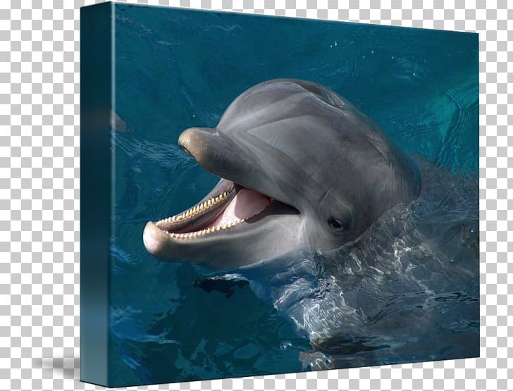Common Bottlenose Dolphin Wholphin Tucuxi Short-beaked Common Dolphin Rough-toothed Dolphin PNG, Clipart, Biology, Bottlenose Dolphin, Fauna, Mammal, Marine Biology Free PNG Download