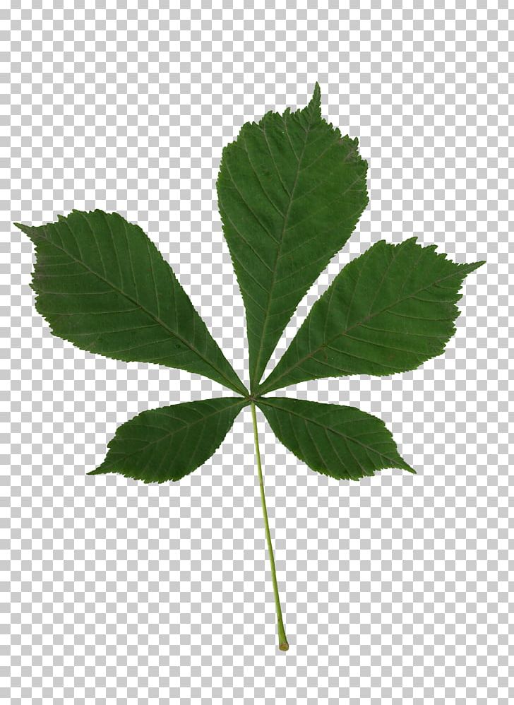 Leaf European Horse-chestnut Hippocastanaceae Plant Aesculus Flava PNG, Clipart, Aesculus Flava, Buckeyes, Chestnut, Conkers, Crown Free PNG Download