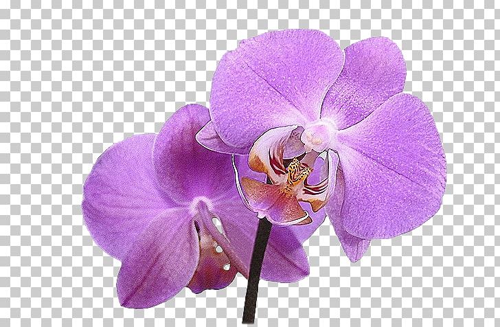 Orchids Flower Merveilleux Blog Hijab PNG, Clipart, Animaatio, Blog, Cicek, Cicek Resimleri, Cok Guzel Free PNG Download