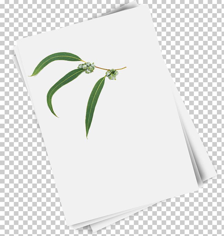 Paper Green Rectangle Leaf PNG, Clipart, Green, Leaf, Paper, Rectangle Free PNG Download