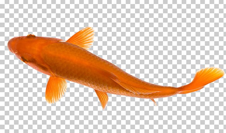 Goldfish Koi Pond Carp PNG, Clipart, Animals, Bony Fish, Carp, Common Carp, Fauna Free PNG Download