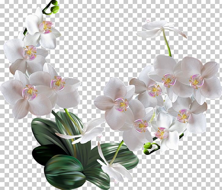 Moth Orchids Flower Woman PNG, Clipart, Artificial Flower, Branch, Cut Flowers, Floral Design, Flower Free PNG Download