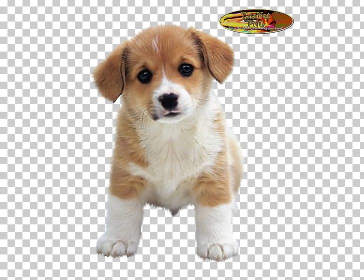 Puppy Shih Tzu Jack Russell Terrier Yorkshire Terrier Cuteness PNG, Clipart, Animals, Breed, Cardigan Welsh Corgi, Carnivoran, Companion Dog Free PNG Download
