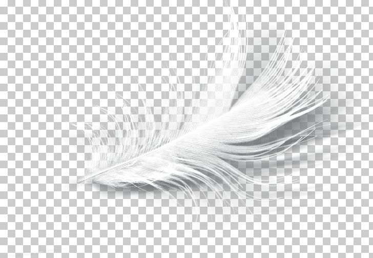 White Feather Eyelash PNG, Clipart, Animals, Black And White, Closeup, Eyelash, Feather Free PNG Download