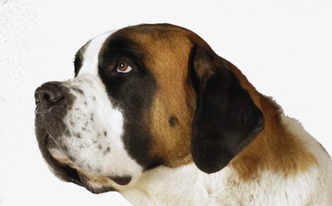 The St Bernard Dogs PNG, Clipart, Adorable, Adorable Dog, Animal, Bernard Clipart, Bernardo Free PNG Download