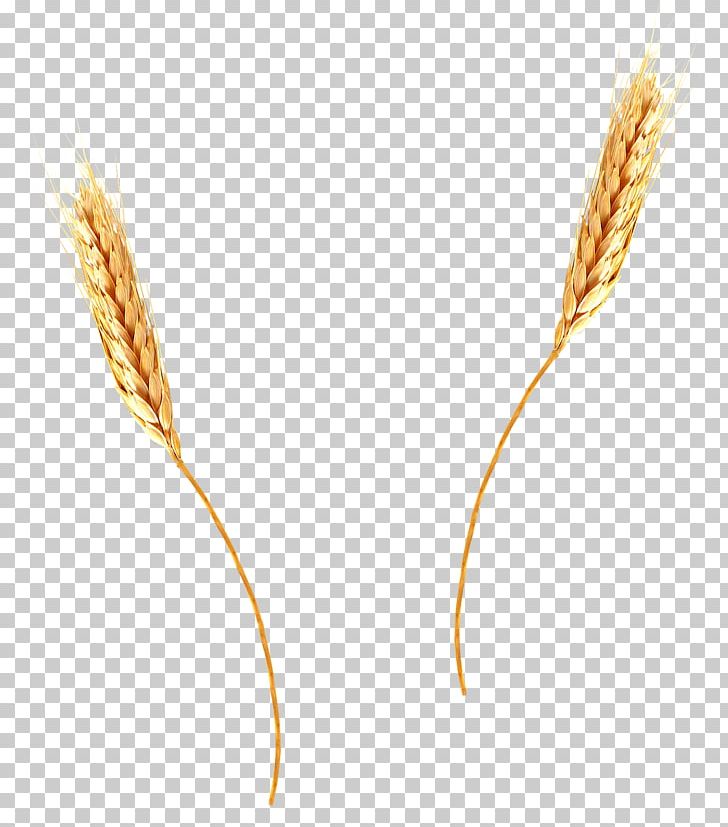 Common Wheat Emmer Cereal PNG, Clipart, Barley, Cereal, Cereal Germ, Commodity, Common Wheat Free PNG Download