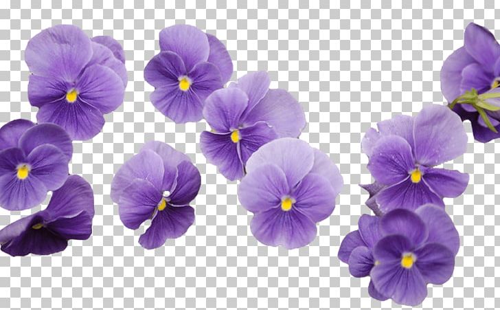 Cut Flowers Violet Purple Yellow PNG, Clipart, Blue, Color, Cut Flowers, Floral Design, Flower Free PNG Download