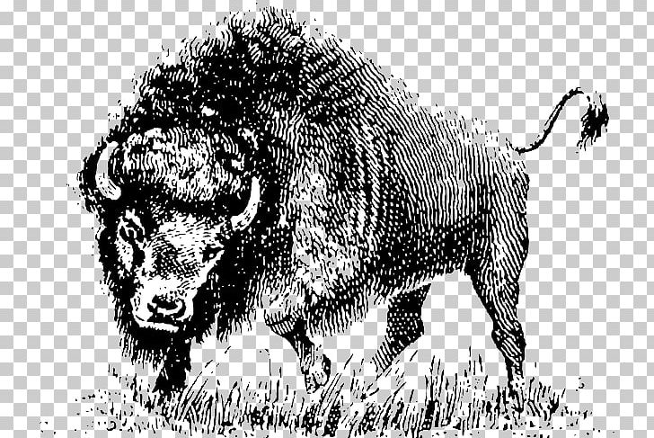 Drawing PNG, Clipart, American Bison, Big Cats, Bison, Bull, Carnivoran Free PNG Download