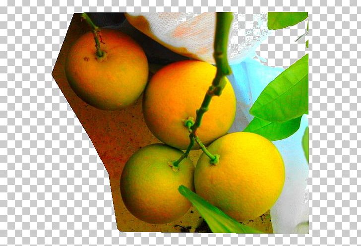 Lemon Still Life Photography Food Lime PNG, Clipart, Abcd, Apple, Citrus, Diet, Diet Food Free PNG Download