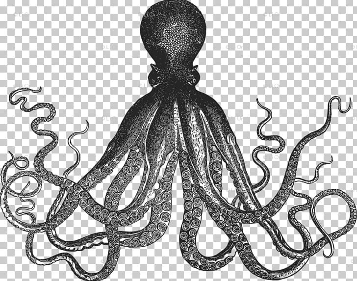 Octopus Squid As Food Zazzle Drawing PNG, Clipart, Ahtapot, Art, Black And White, Cephalopod, Drawing Free PNG Download