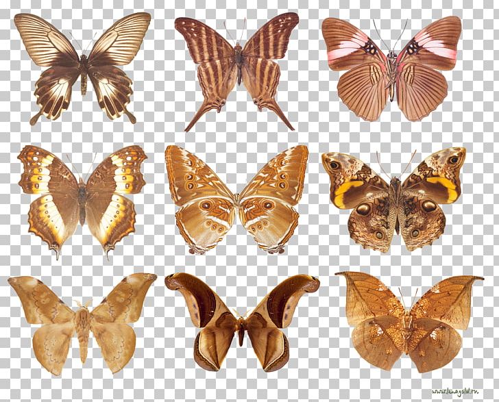 Brush-footed Butterflies Butterflies And Moths Animal 10.Бабочки PNG, Clipart, Animal, Arthropod, Brush Footed Butterflies, Brush Footed Butterfly, Butterflies And Moths Free PNG Download