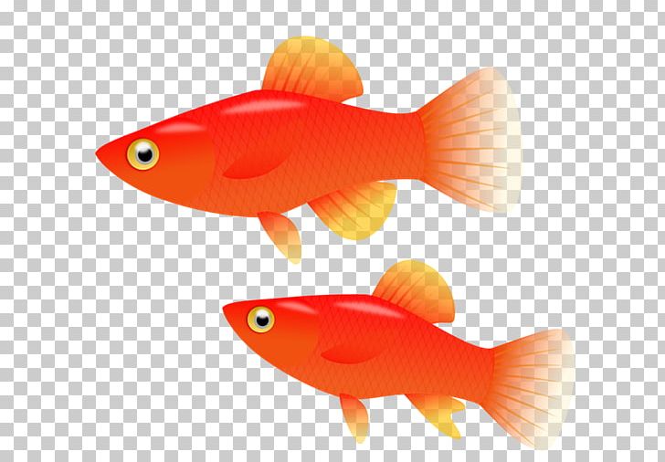 Goldfish Southern Platyfish Computer Icons PNG, Clipart, Aquarium, Aquariums, Bony Fish, Clip Art, Computer Icons Free PNG Download
