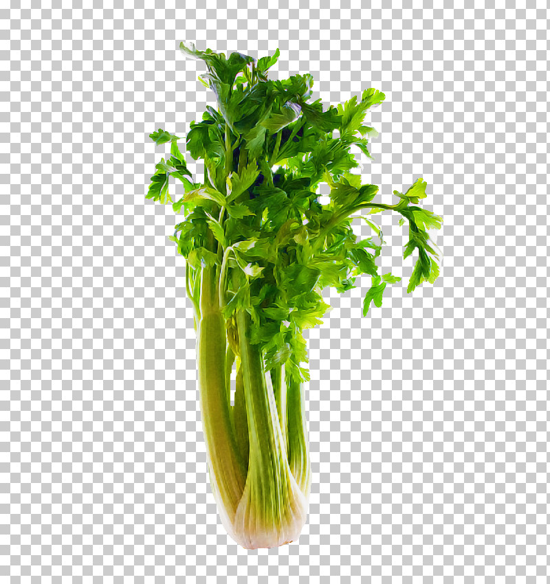 Parsley PNG, Clipart, Celery, Chinese Celery, Culantro, Flower, Food Free PNG Download