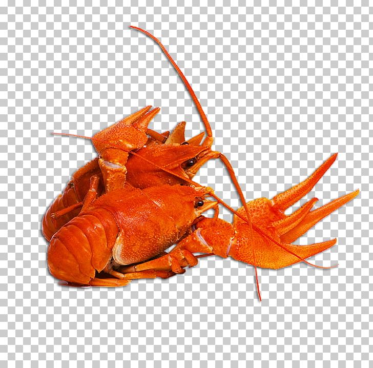 American Lobster Crayfish As Food Caridea Beer PNG, Clipart, American Lobster, Animaatio, Animal Source Foods, Arthropod, Beer Free PNG Download