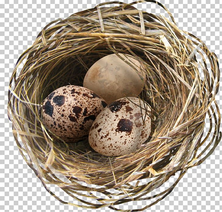 Chicken Easter Egg Nest PNG, Clipart, Animals, Bird Nest, Broken Egg, Chicken, Chicken Coop Free PNG Download