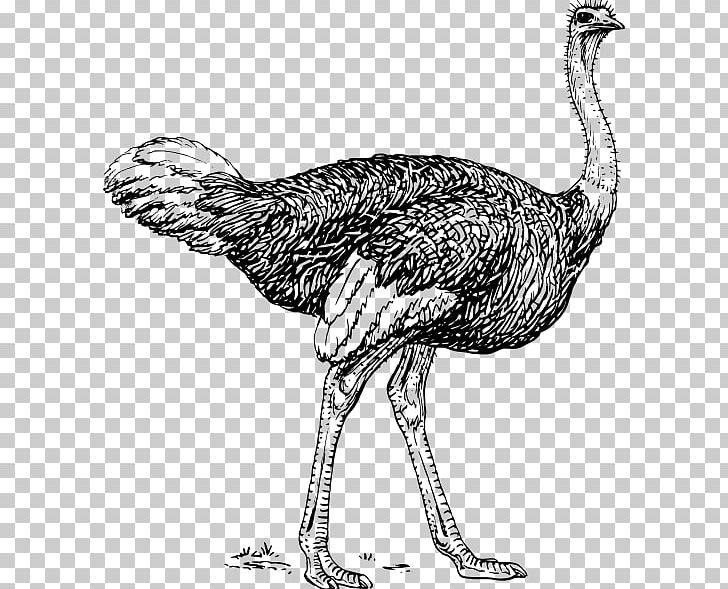 Common Ostrich Bird Drawing Line Art PNG, Clipart, Animals, Art, Beak, Bird, Black And White Free PNG Download