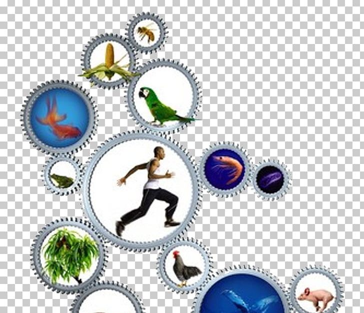 Forest Management Non-timber Forest Product Inventory PNG, Clipart, Assortment Strategies, Body Jewellery, Body Jewelry, Forest, Forest Management Free PNG Download