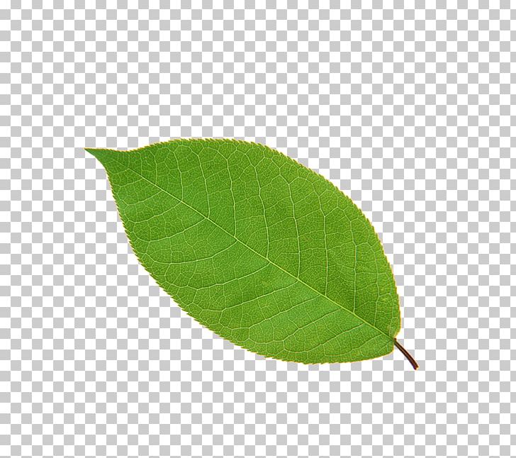 Leaf Apple High-definition Television PNG, Clipart, Apple, Autumn Leaves, Banana Leaves, Download, Fall Leaves Free PNG Download