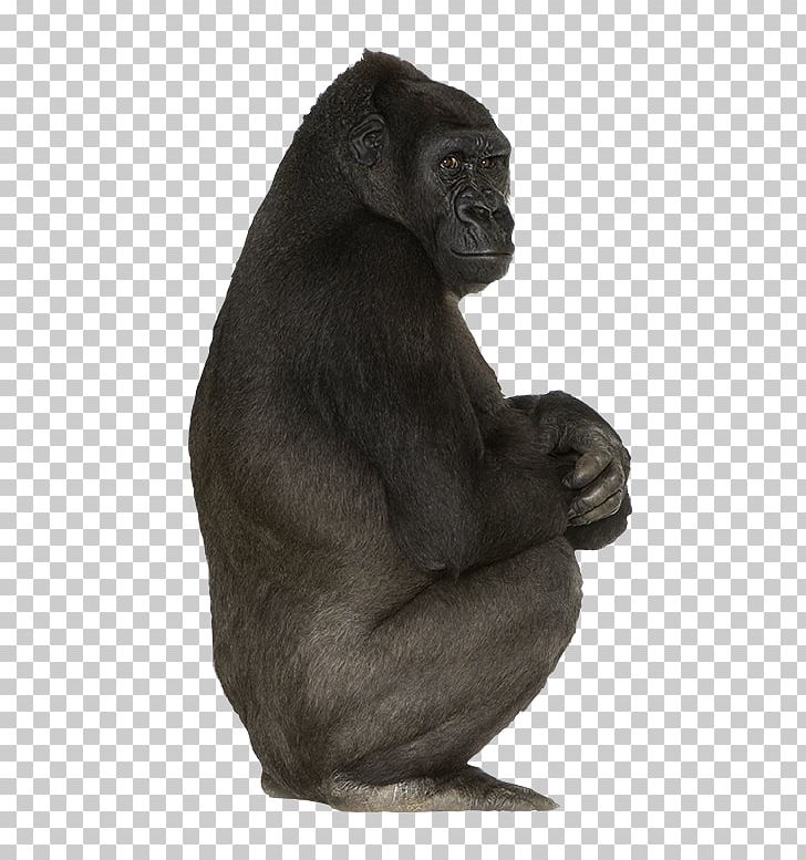 Western Gorilla Common Chimpanzee Primate Mammal Animal PNG, Clipart, Animal, Ape, Chimpanzee, Common Chimpanzee, Fur Free PNG Download