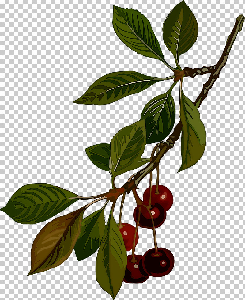 Fruit Tree PNG, Clipart, Barbados Cherry, Berry, Bilberry, Cherry, Cherry Plum Free PNG Download