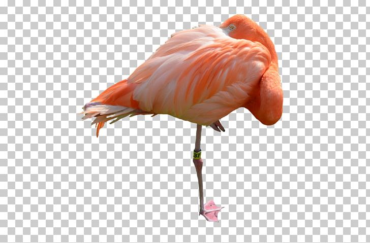Bird Flamingo PNG, Clipart, Animals, Art, Artist, Beak, Bird Free PNG Download