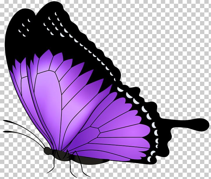 Butterfly Greta Oto PNG, Clipart, Art, Arthropod, Brush Footed Butterfly, Butterflies And Moths, Butterfly Free PNG Download
