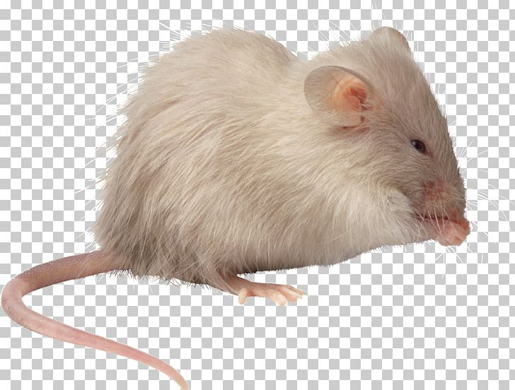 Computer Mouse Rat PNG, Clipart, Animals, Computer Mouse, Digital Media, Fauna, Free Free PNG Download