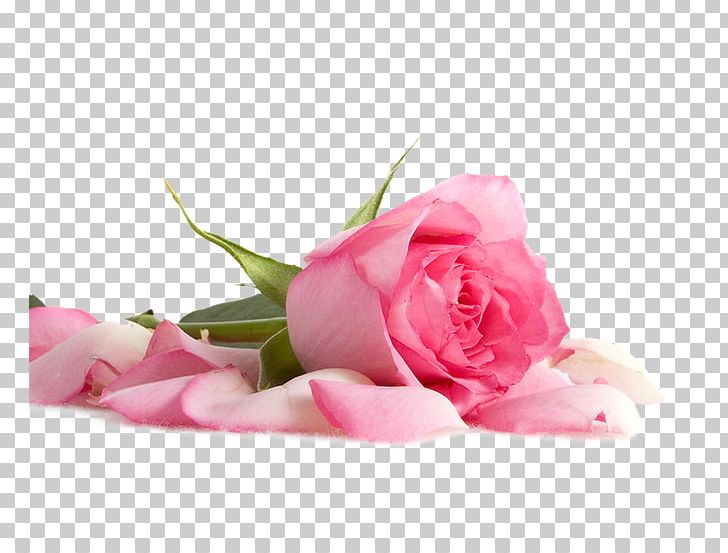 Flower Pink Petal PNG, Clipart, Christmas Decoration, Closeup, Color, Cut Flowers, Decorative Free PNG Download