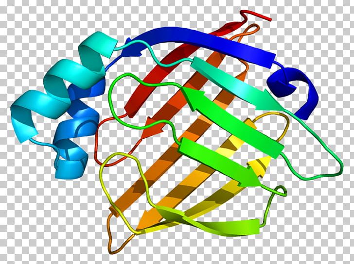 Heart-type Fatty Acid Binding Protein Fatty Acid-binding Protein PNG, Clipart, Acid, Amino Acid, Binding Protein, Cell, Cell Membrane Free PNG Download