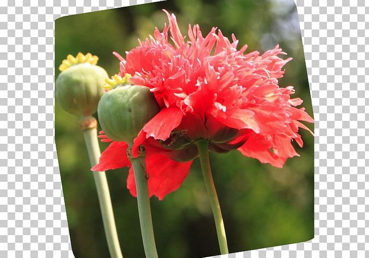 Opium Poppy Common Poppy Hypnos Birth Flower PNG, Clipart, Annual Plant, August, Birth, Birth Flower, Common Poppy Free PNG Download