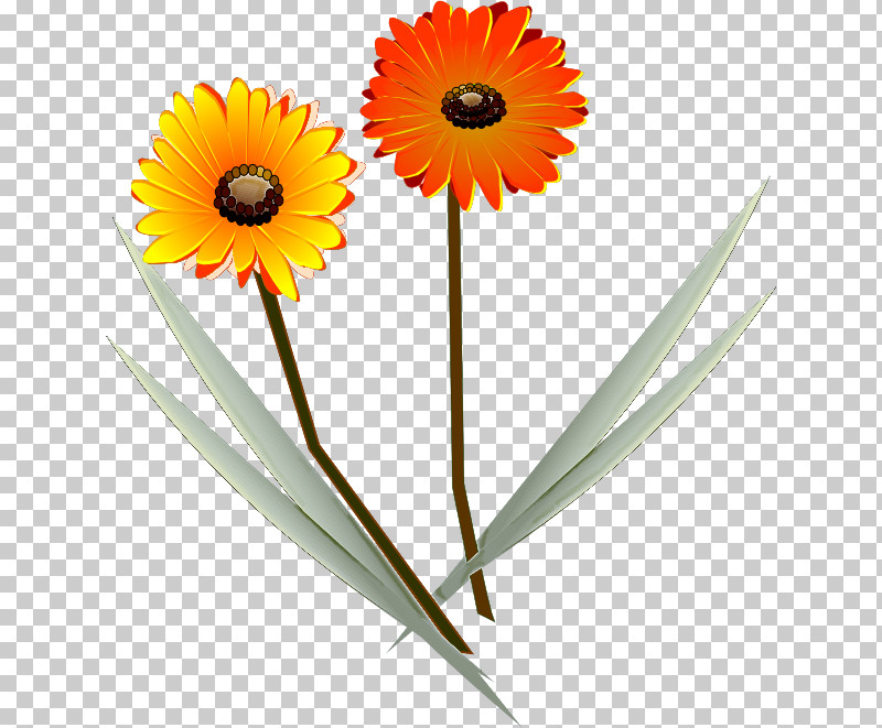 Gerbera Daisy Marguerite PNG, Clipart, Chrysanthemum, Common Daisy, Common Sunflower, Daisy, Drawing Free PNG Download
