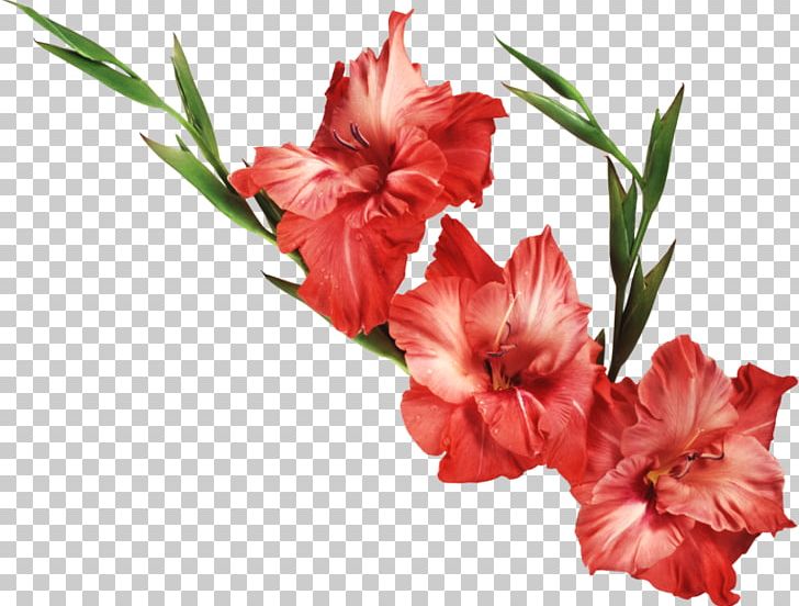 Gladiolus Flower Iris Family PNG, Clipart, Birth Flower, Bul, Carnation, Cut Flowers, Download Free PNG Download