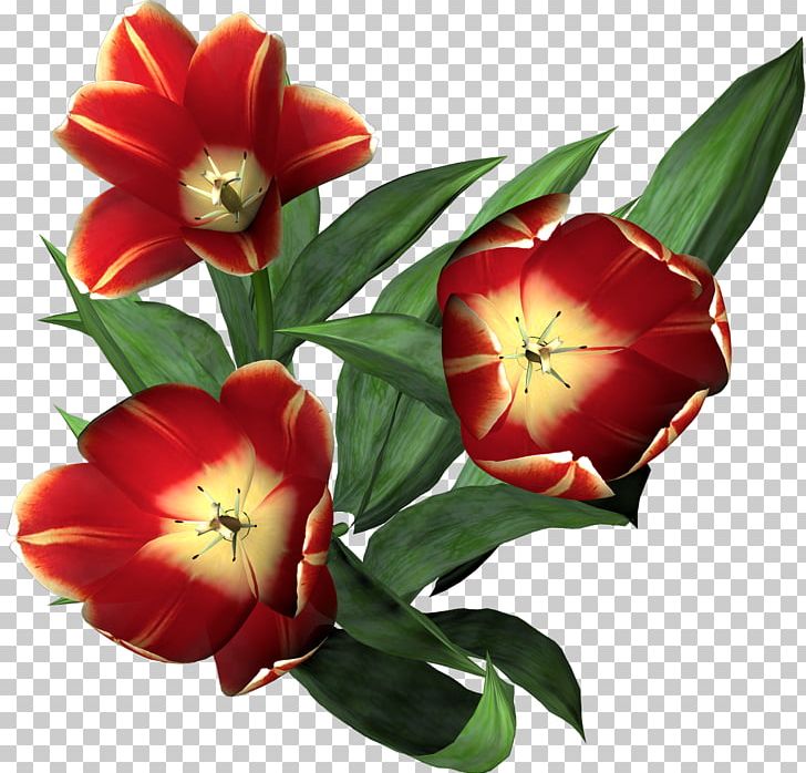 Tulip Flower PNG, Clipart, Blume, Clip Art, Cut Flowers, Desktop Wallpaper, Email Free PNG Download