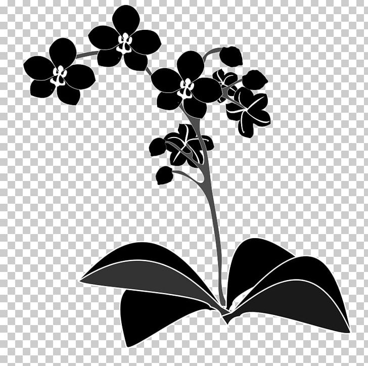 Moth Orchids Flower PNG, Clipart, Black And White, Branch, Cattleya Orchids, Color, Flora Free PNG Download