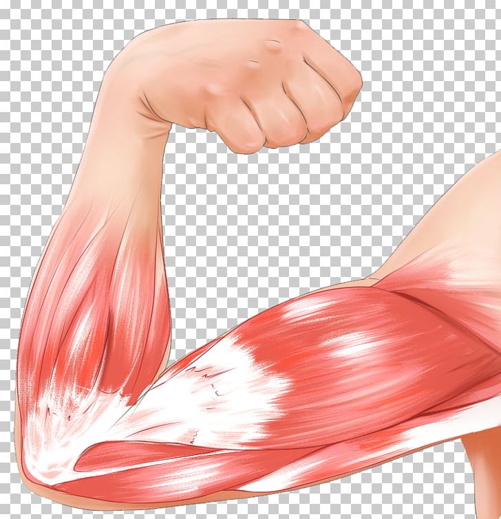 Muscle Contraction Arm Biceps Strain PNG, Clipart, Abdomen, Actin, Arm, Biceps, Finger Free PNG Download