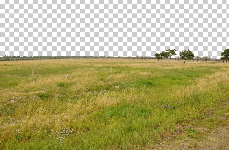 Grassland PNG, Clipart, Add, Add Button, African, African Grasslands, Agriculture Free PNG Download