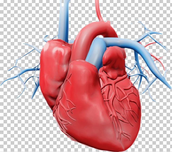 Heart Circulatory System Stock Photography PNG, Clipart, Blood Vessel, Boxing Equipment, Boxing Glove, Cardiovascular Disease, Circulatory System Free PNG Download