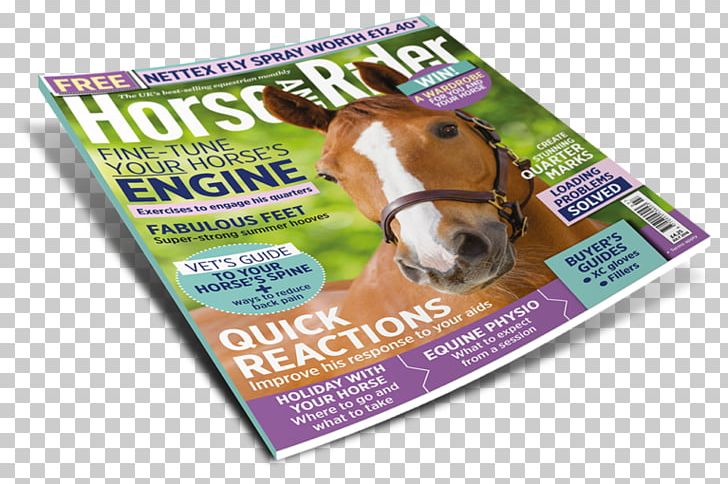 Horse Equestrian Impulsion Lateral Movement Canter And Gallop PNG, Clipart,  Free PNG Download