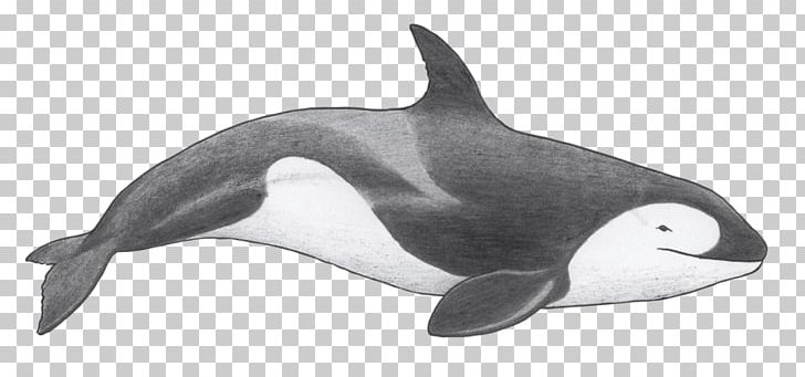 Tucuxi Killer Whale Rough-toothed Dolphin Short-beaked Common Dolphin White-beaked Dolphin PNG, Clipart, Fauna, Mammal, Marine Biology, Marine Mammal, Orcinus Free PNG Download