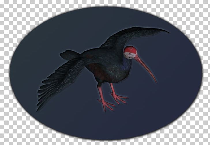 Beak Ibis PNG, Clipart, Beak, Bird, Fauna, Ibis, Ibis Styles Free PNG Download