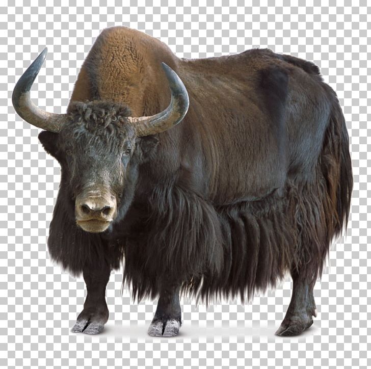 Domestic Yak Wild Yak Tibet PNG, Clipart, Background, Background Size, Bison, Bull, Cattle Free PNG Download