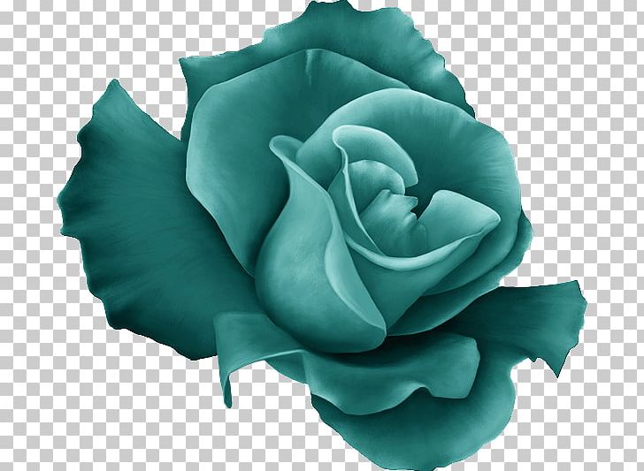 Garden Roses Blue Rose Cabbage Rose Green PNG, Clipart, Aqua, Bisou, Blue, Blue Rose, Cabbage Rose Free PNG Download