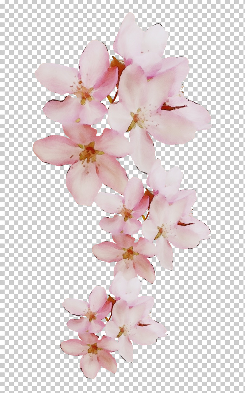 Cherry Blossom PNG, Clipart, Biology, Blossom, Cherry, Cherry Blossom, Cut Flowers Free PNG Download